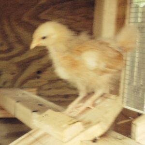 Bertie (BO) on the roost