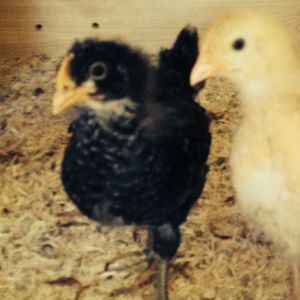 Bertie (BO) and Matilda (Barred PR) in the coop