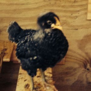 Matilda (Barred PR) looks like a turkey
