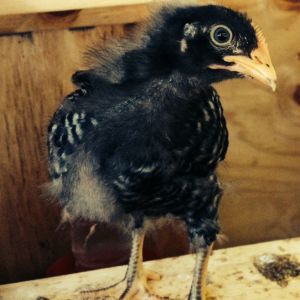 Ruth Wren Cluckington on a bad hair day (Barred PR)