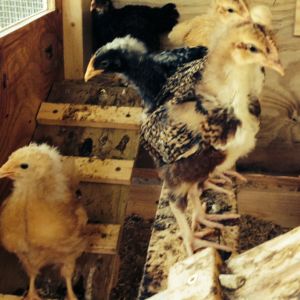 Chicks in the coop: Bertie (BO), Sweetums (Speckled Sussex), Ruth with fuzz on her head(Barred PR), Gert (BO) and in the back Matilda (Barred PR)
