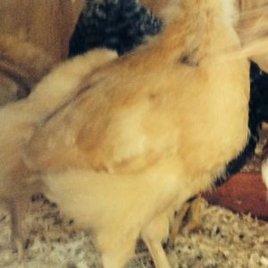 Bertie (BO) looking suprised with Ruth (Barred PR) in the background