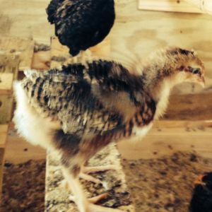 Dot (Speckled Sussex) and Betty in the background (Barnevelder)