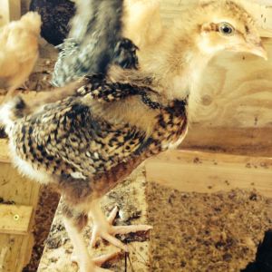 Dot (Speckled Sussex). Doesn't have much in the way of a tail