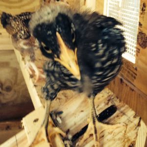 Ruth (Barred PR) having a bad hair day.  Looks like a cross between a crow and a chicken