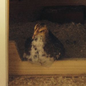 Sweetums (Speckled Sussex) in the pop door of the coop