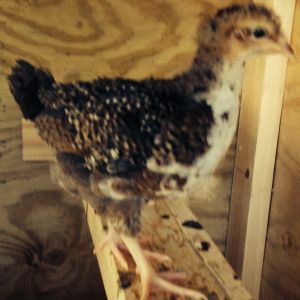 Sweetums (Speckled Sussex) on the roost