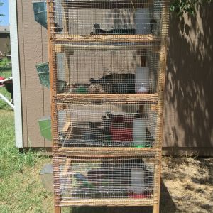 I turned that old mice rack into my new jumbo brown coturnix quail house! Each section (except the top one because I can't measure correctly!) is 12in high. All of them are 24x24in living space. Under each one an old panel that can be pulled out and cleaned off. I want to find some plastic trays of some sort that would fit and not cost me a fortune because they will last longer. In the mean time, this works.