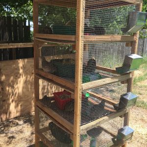 I put baskets and tubs of straw in their pens to give them somewhere to get off the wire. I feel bad (even though I know it's cleaner) that they are on wire. They ended up laying their eggs in baskets. That surprised me. The Mountain Dew bottles you see are frozen over night and then put in their pens to help keep them cool. They'll lay right next to them. It's about 102 degrees right now plus humidity. Yesterday's heat index was like 110. So I change out the water bottles throughout the day. It seems to help them handle the heat. I also have a panel I put up for more shade. I moved it for pictures. And come winter time I'll either tarp it or move it into the shed.