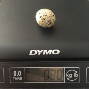 This egg was the first one laid by one of my jumbo brown coturnix hens. It's .30oz whereas the other one that's been laying for 5 days has reached .45oz.
