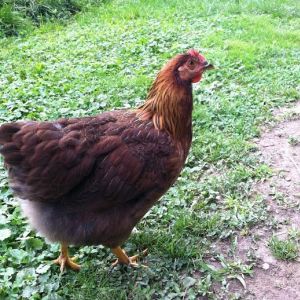 Cornelia the Welsummer