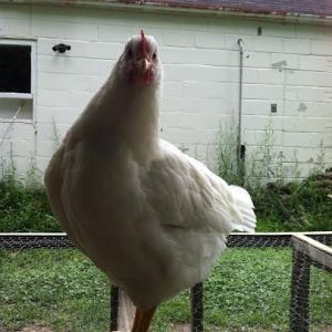 Snow chicken!