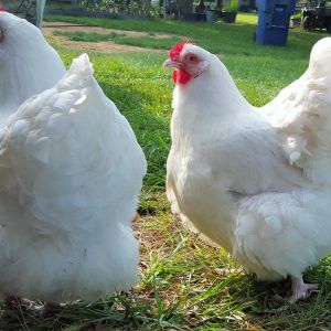 English  White Orpington