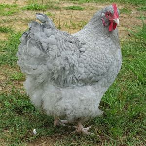 English Lavender Cuckoo