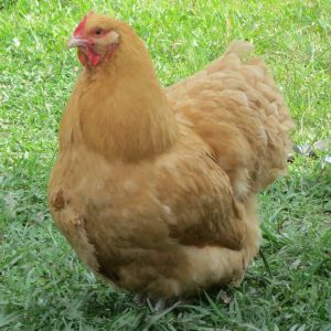 Clevenger/Farthing American Buff Orpington