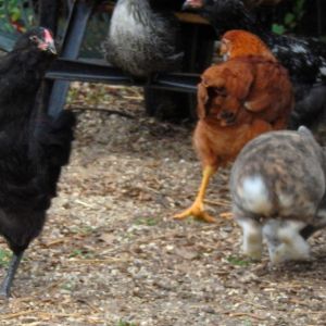 The chicken on the far right does not look like it fits any breed standards...just my opinion based on the fluffy tail.