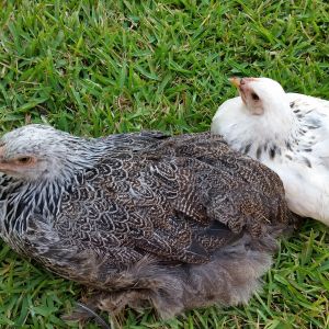 Dark Brahma 16 weeks and Light Brahma 11weeks