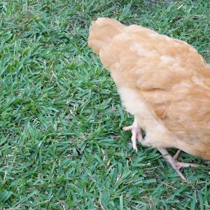 Buff Orpington "Blondie" 16 weeks