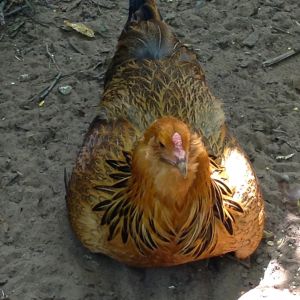 Easter Egger "Beauty".  She is very calm and sweet and completely beautiful