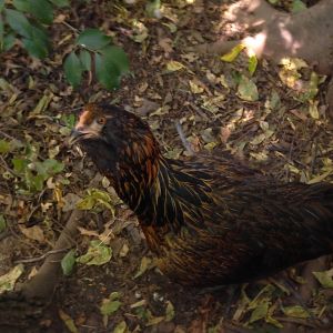 My favorite (to look at) hen.  My Easter Egger Black Beard.  She is so beautiful and her feathers are not rivaled even by my Speckled Sussex Roo.  Unfortunately she is the black sheep and has the hardest time fitting in and still remains super cautious of anyone or anything.