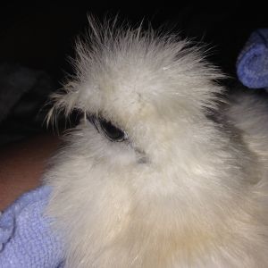 We brought Elsa home first.  After a bath.