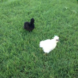 Living in the backyard, city is okay with it... HOA is not.  EEEK.  Just waiting for these little ones to get a little bigger so I can start introducing them to my flock
