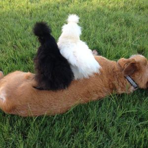 They think my dog Ollie is their mom.