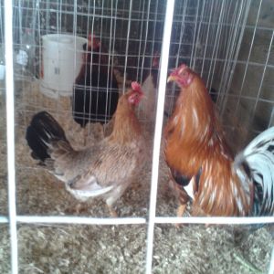 A breeding pair of Pumpkin Hulseys.