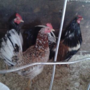 2 year old Spangled White Hackle Hen.