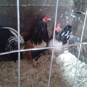 2 year old Bassy Back Butcher pair.3