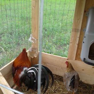 3 year old 1/2 Lacey Roundhead, 1/2 Kelso.
3 year old 1/2 Lacey Roundhead, 1/2 Blue Hen.