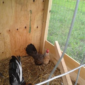 3 year old Law Grey Hen.
Mating her with Sid Taylor, 1/2 Law Grey.