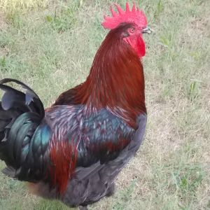 BIGBOY-black copper rooster