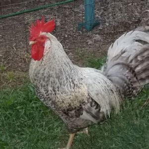 BUSTER +cream leg bar rooster