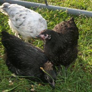BA's and Splash Marans Roo