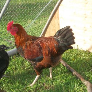Welsummer Cockerel
