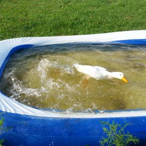 goof is under water...daisy is on top