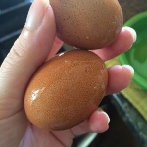 Our first eggs!