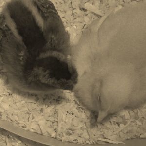 Thumbelina and Marilyn, figured that the sepia setting for the camera worked best for brooder pictures, otherwise you just see RED...blarring red