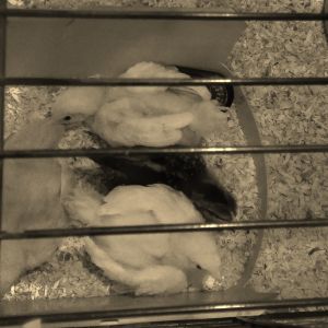 All four girls in their nest for the night, with lil Thumbelina in the smack middle