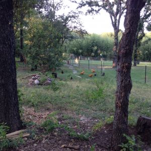 Just part of their free range area.