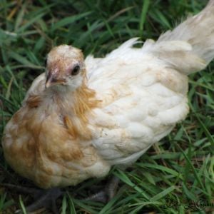 2015 BBB Pyle Pullet