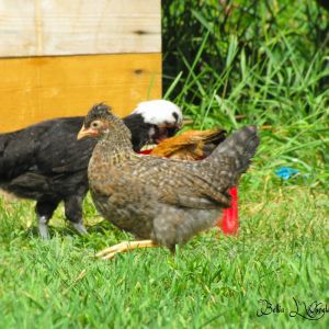 2015 CCL Pullet