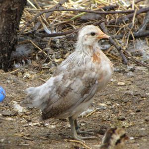 2015 Blue Duckwing Pullet