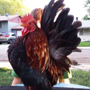 Flame, Daniel's show rooster. purchased from Red Rooster Farms in November of 2014