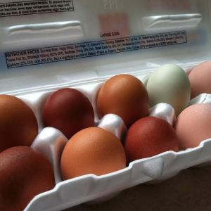 Caramel and chocolate with pink and mint.  I miss our Marans eggs.