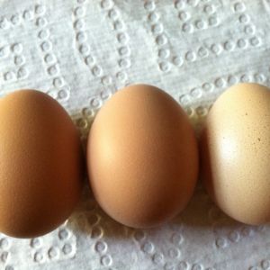 Snow the White Rock's first three tiny pullet eggs, laid at 21 weeks