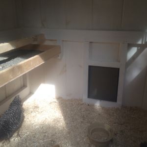 I whitewashed the interior (hydrated/masonry lime, water and salt) and filled the poo box with sand for easy scooping. I use the chipper to chip up any fallen branches in the yard, and put that in the bottom of the coop.