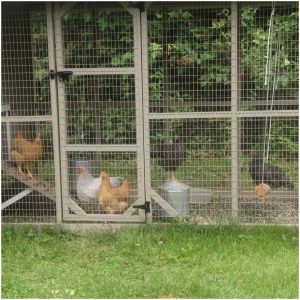 They love jumping up to get the blackberries and wineberries off the bushes behind the coop. And (thank goodness) they love their chicken swing!