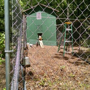 My new coop! All most done.